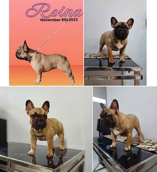 Super Import Bloodline French Bulldog