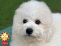 Jual Bichon Frise Good Quality Puppy