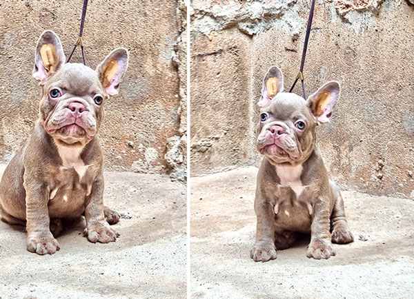 Jual Rare Color Shades Isabella French Bulldog