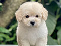 For Sale Puppy Tiny Male Female Apricot Poodle