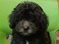 Jual Mini Silver Poodle 