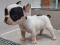 Jual Anakan Frenchie