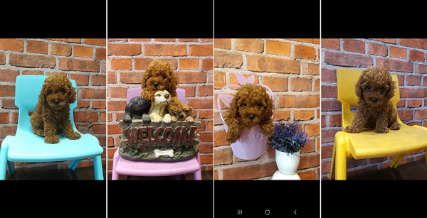 Jual Tiny Toy Poodle