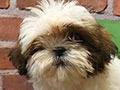 Jual Mini Shih Tzu