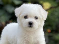 For Sale Puppy Mini Female Bichon Frise