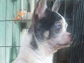Jual 2 Ekor Chihuahua