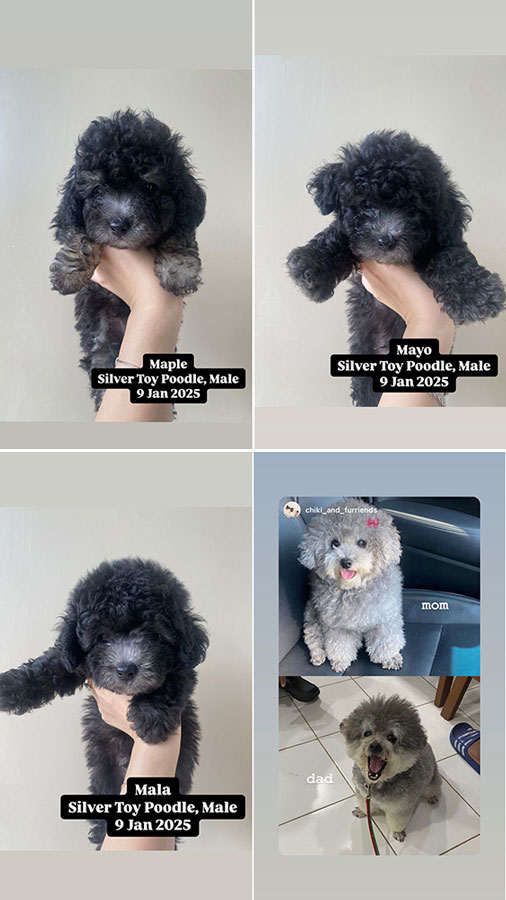 Jual Anakan Anjing Silver Toy Poodle