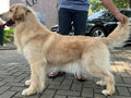 Dijual 4 Ekor Anjing Golden Retriever
