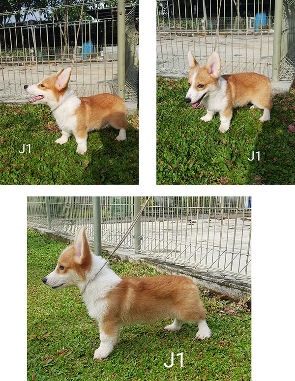 For Sale Corgi Male Special Price Show Quality
