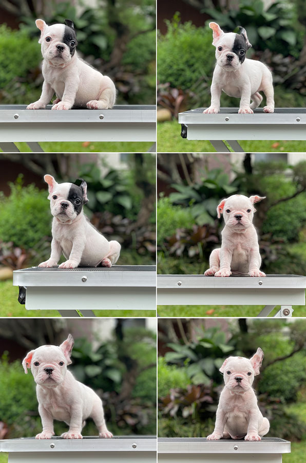 For Sale Puppy Male & Female French Bulldog