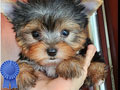 Jual Anakan Yorkshire Terrier Super Mini