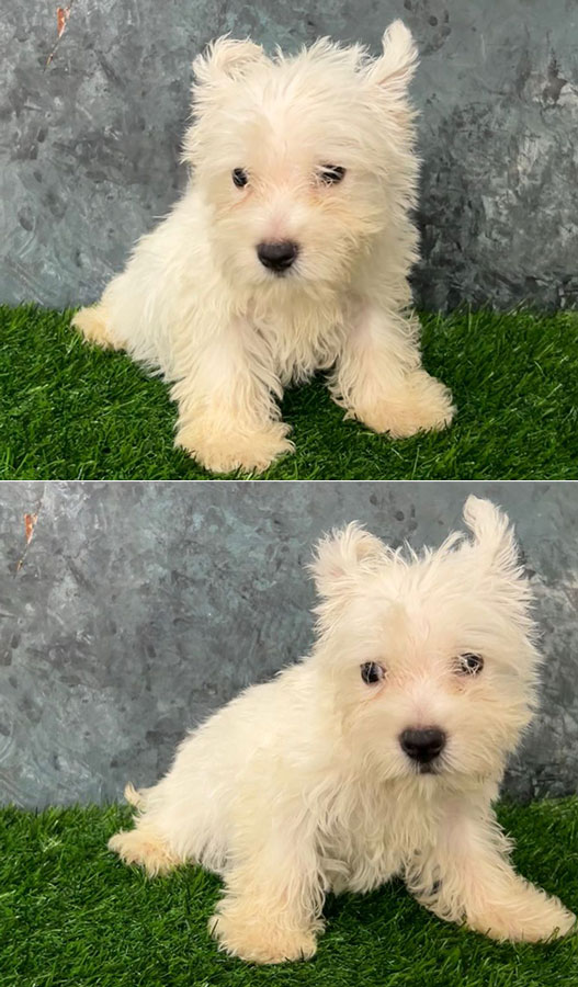 Dijual Anakan Westie Jantan & Betina