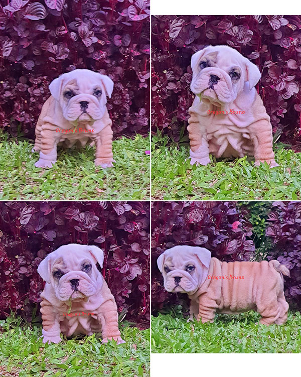 Dijual Anakan English Bulldog Super Best Quality