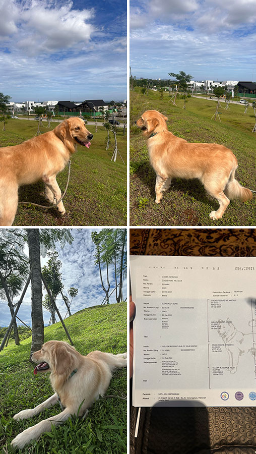 Golden Retriever Betina