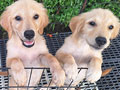 Jual Golden Retriever