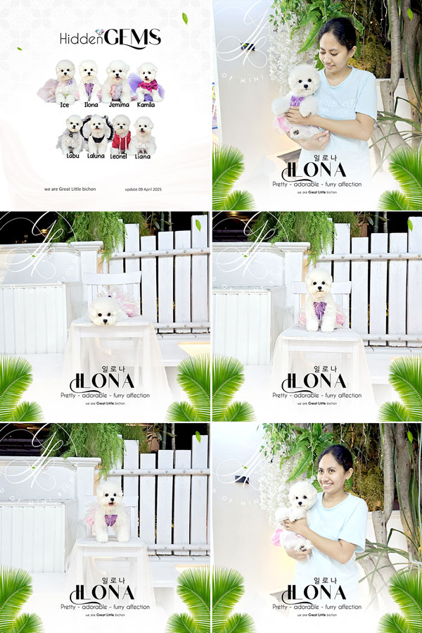 Speciality of Mini Korean Line Pretty Dolly Face Bichon Frise - Ilona