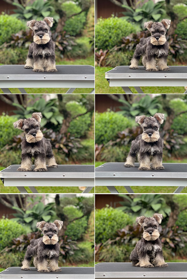 For Sale Puppy Male Miniature Schnauzer