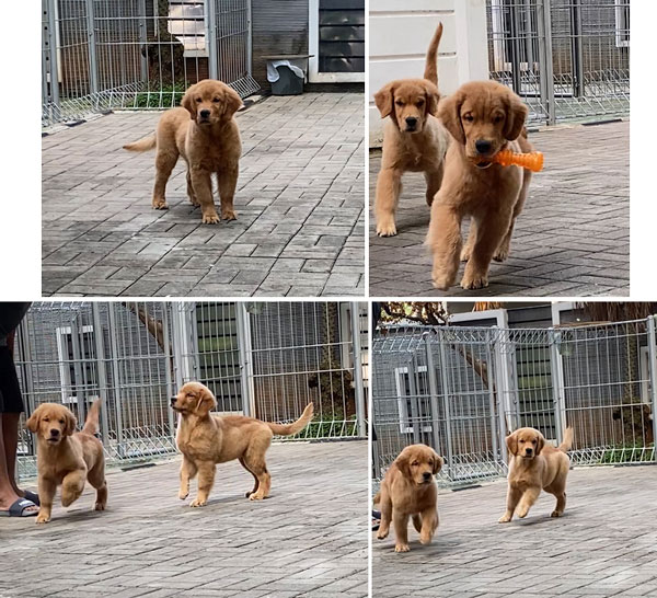 Jual Anakan Golden Retriever