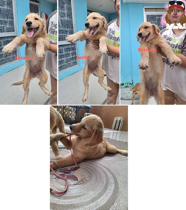 Jual Anakan Golden Retriever