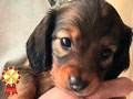 Miniature Longhaired Dachshund