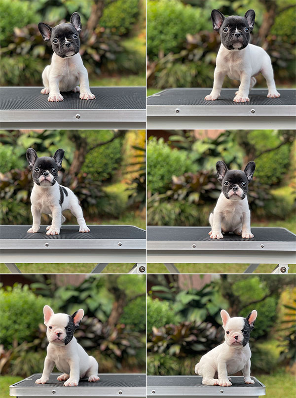 For Sale Puppy Male Female French Bulldog
