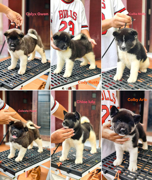 Puppy American Akita