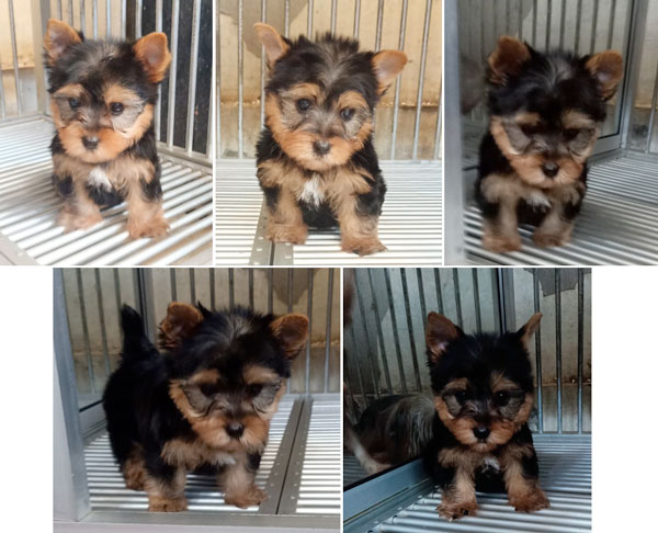 Dijual Anakan Yorkshire Terrier