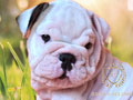 High Quality English Bulldog Puppies