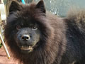 Jual Chow Chow Black Betina