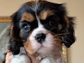 Dijual Cavalier King Charles Spaniel Good Quality