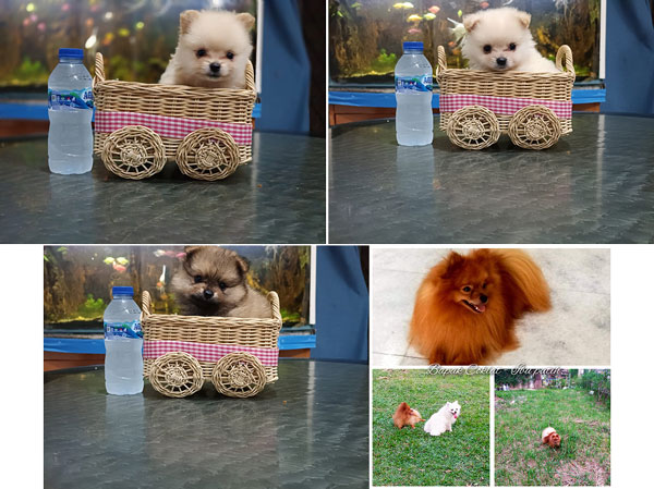 Mini Pomeranian Rp.2 Juta