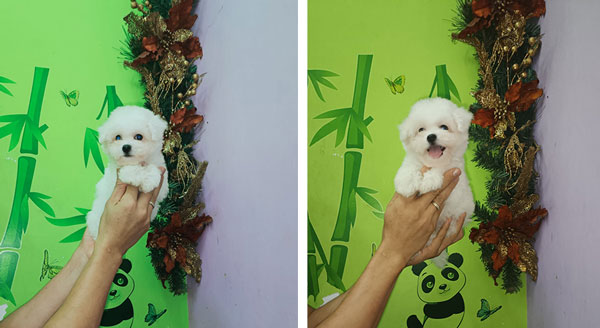 Dijual Puppy Bichon Frise
