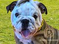 Premium Quality English Bulldog Puppy