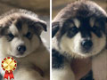 Jual Puppies Alaskan Malamute Jantan Betina