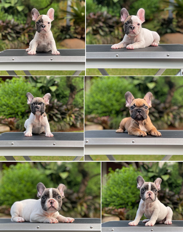For Sale Puppy Male Female French Bulldog