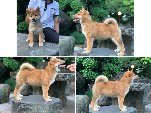 Shiba Inu Show Prospek