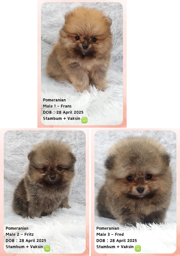 Jual 3 Pomeranian Jantan