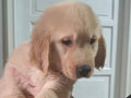 Jual Anakan Golden Retriever Male Jumbo