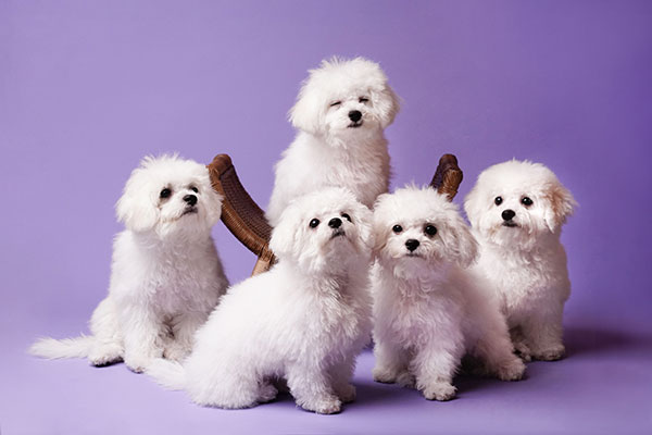 Jual Bichon Frise Bloodline Import Korea