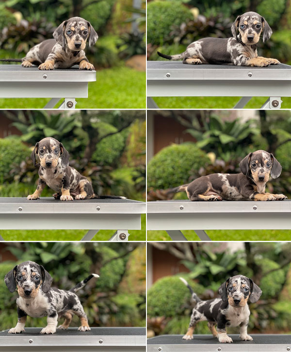 For Sale Puppy Male Female Mini Dachshund