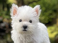 For Sale Puppy Female West Highland Terrier