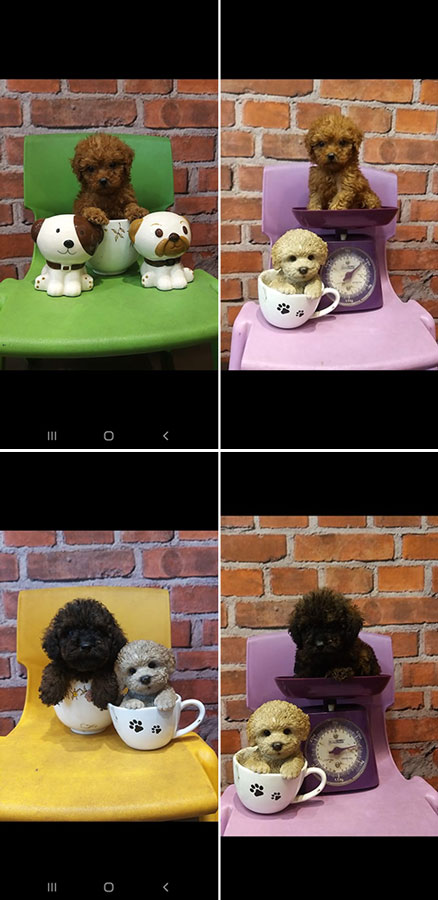 Jual Toy Poodle