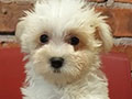 Jual Maltese