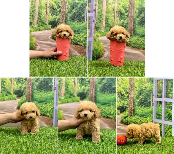 Open Adopt Super Tiny Poodle Very Good Quality