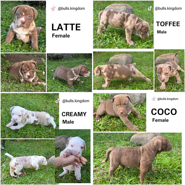 Dijual Anakan Bully XXL Premium Quality