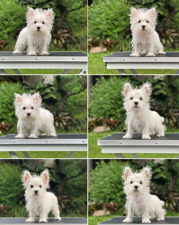 For Sale Puppy Male Female West Highland Terrier