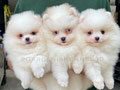 Dijual Mini Pom Anak Import Rusia