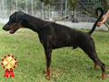 For Sale 2 Male Young Doberman Male