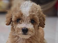 Dijual Anakan Poodle Size Tiny Dan Toy