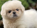For Sale Puppy Male Female Mini Pekingese